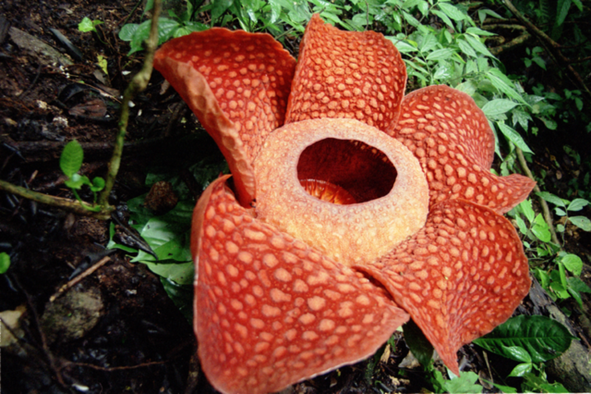Rafflesia - the largest flower in the world, named after Sir Stamford Raffles, founder of modern Singapore