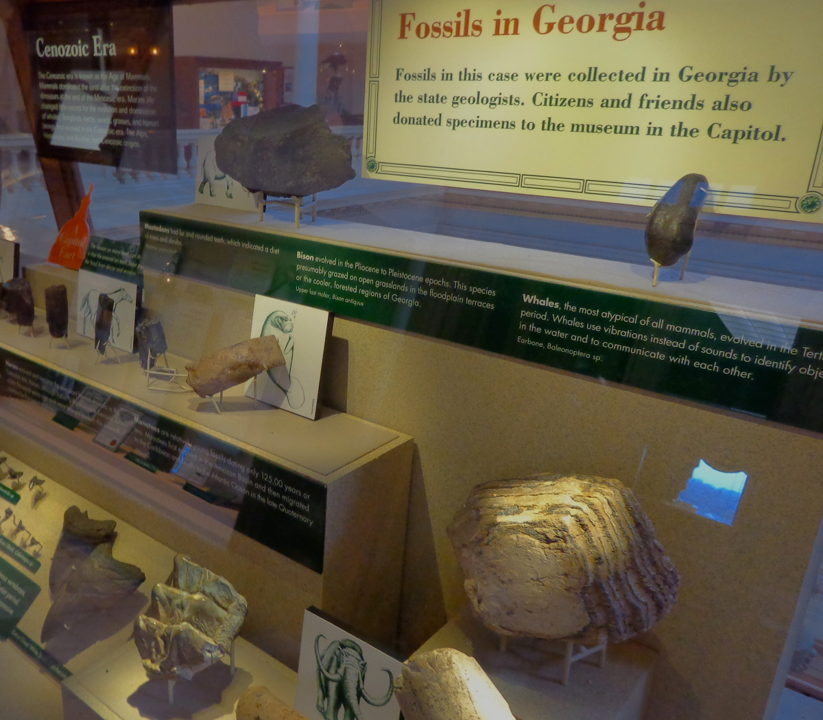 Fossils in Georgia.  Photo by author.