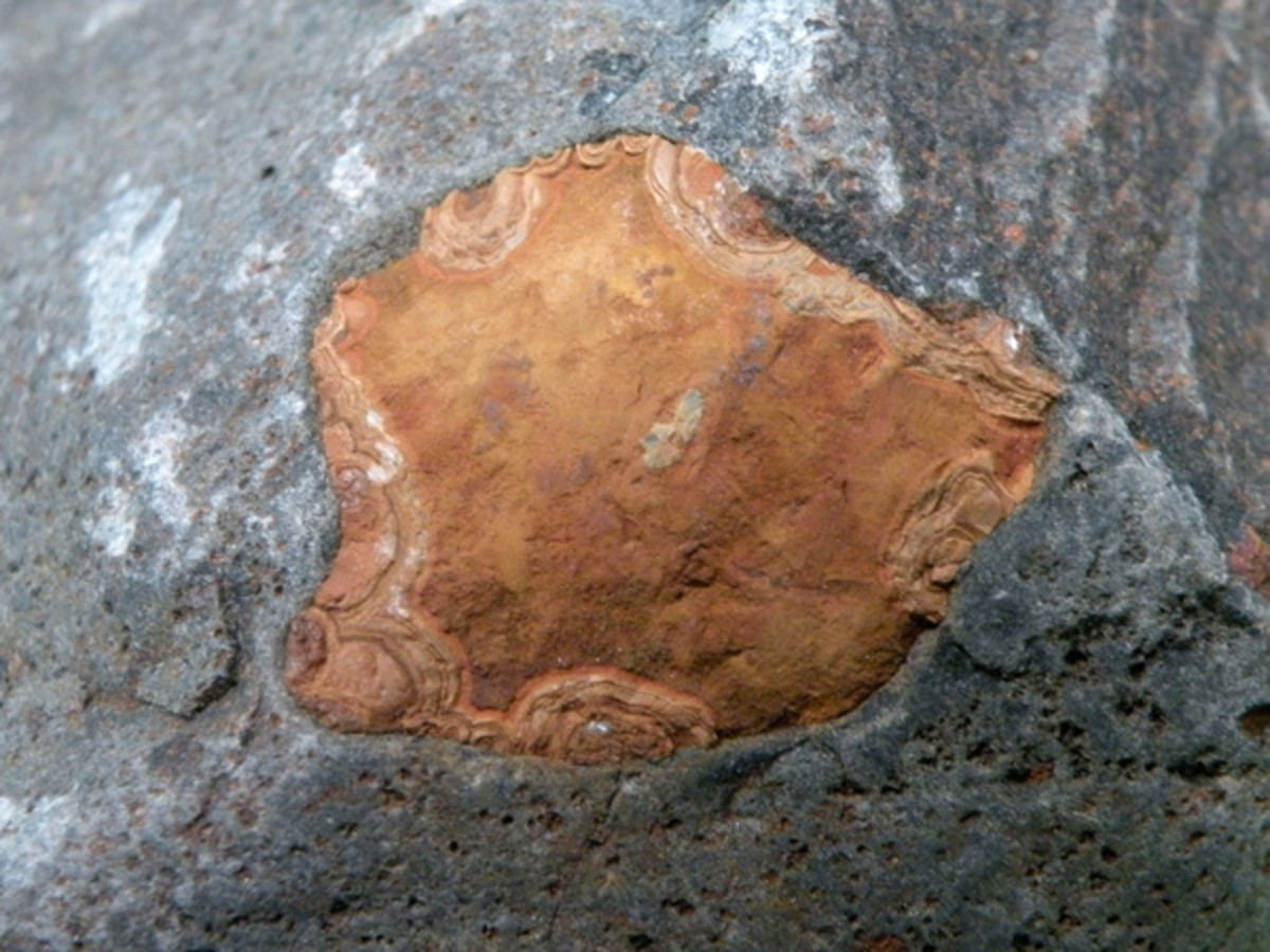 Exposed 40mm agate in basalt found in Watt Point "beach gravels".