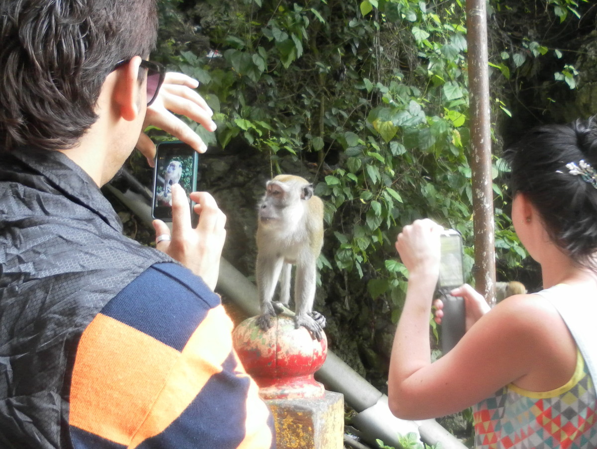 A wild monkey posing for visitors.