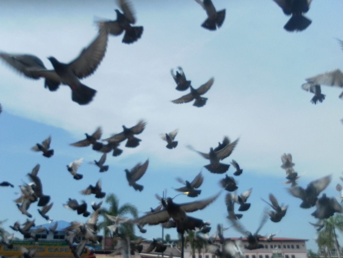 Pigeons flying around the Batu Caves courtyard area.