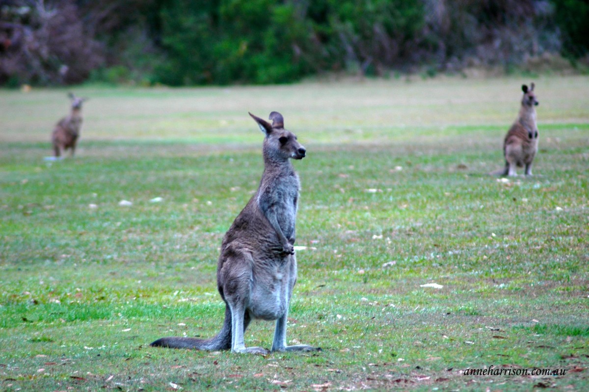 Yes, kangaroos are everywhere (c) A. Harrison
