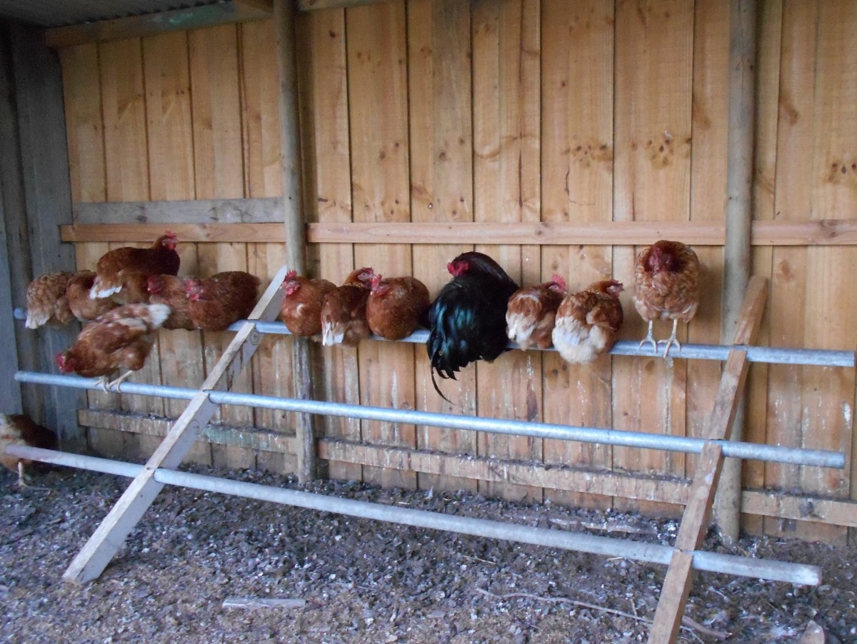 The chooks are getting ready for bed in the evening.
