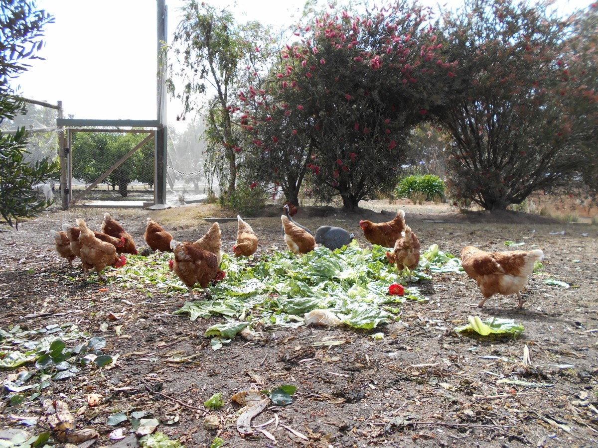 These chooks get up early for a feeding frenzy.