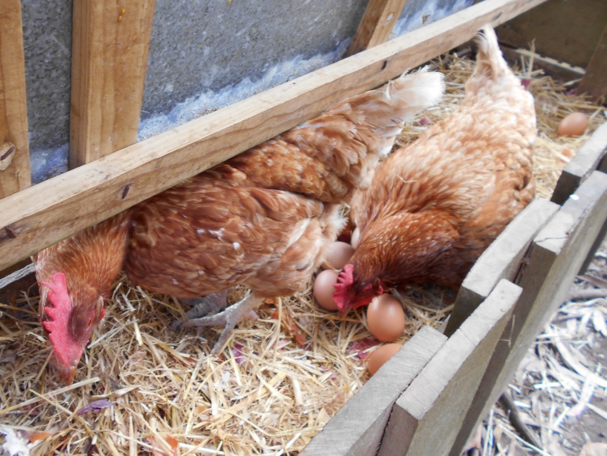 Plenty of free-range eggs here