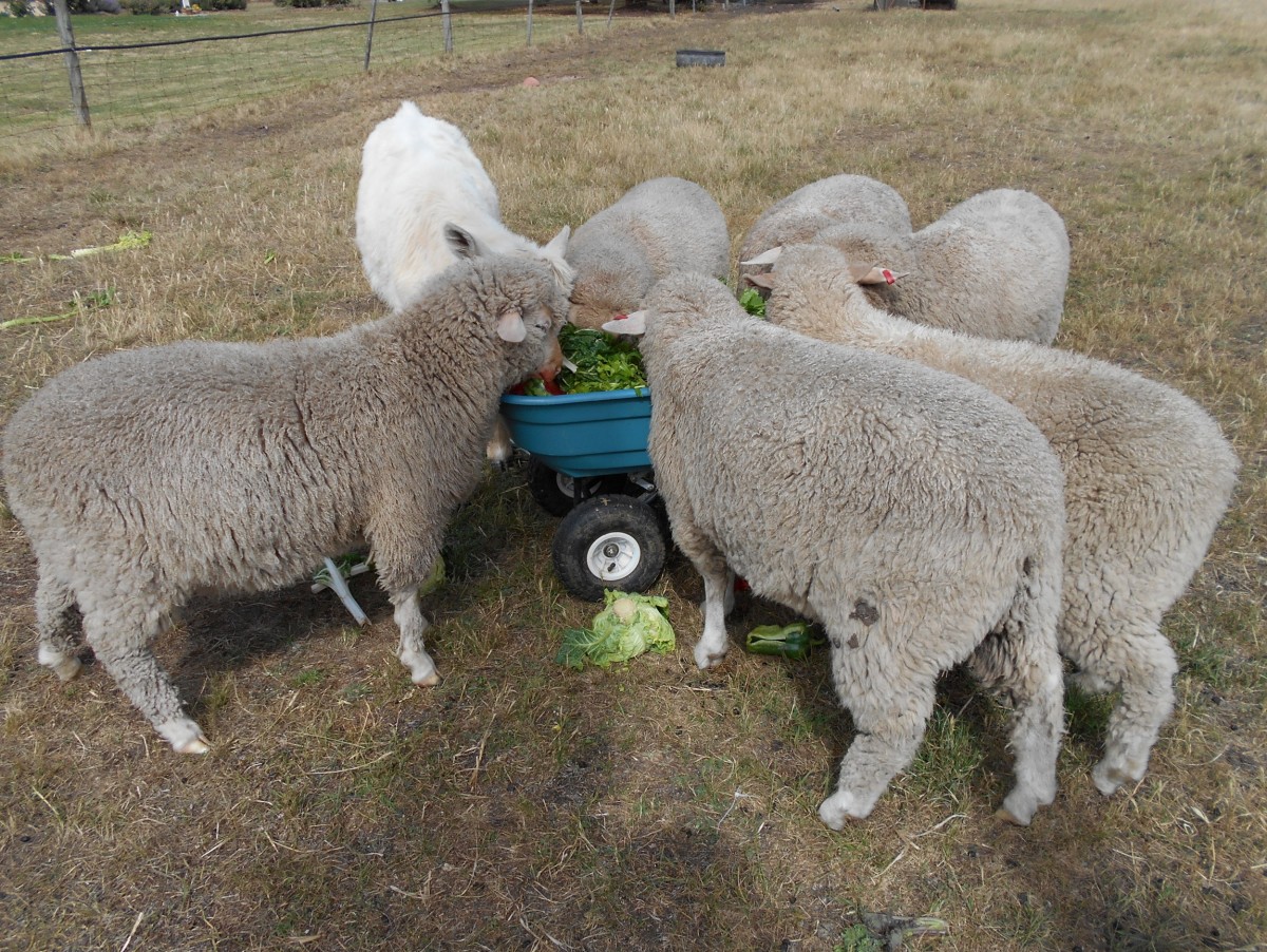 A healthy breakfast to begin the day