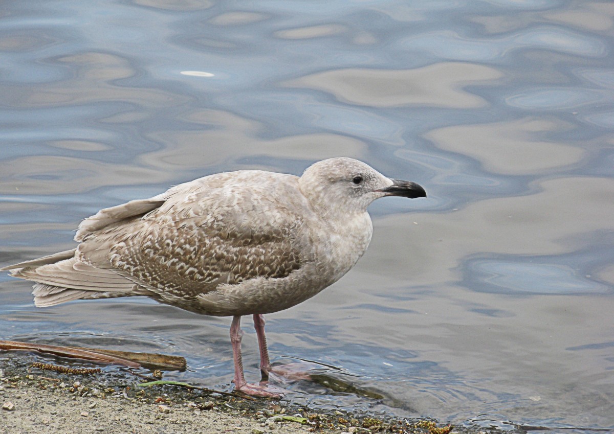 Magnolia Flowers and Glaucous-Winged Gulls in Stanley Park, BC -  WanderWisdom