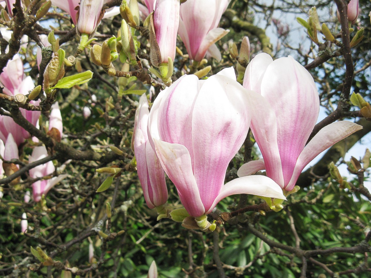 Magnolia Flowers And Glaucous Winged Gulls In Stanley Park Wanderwisdom