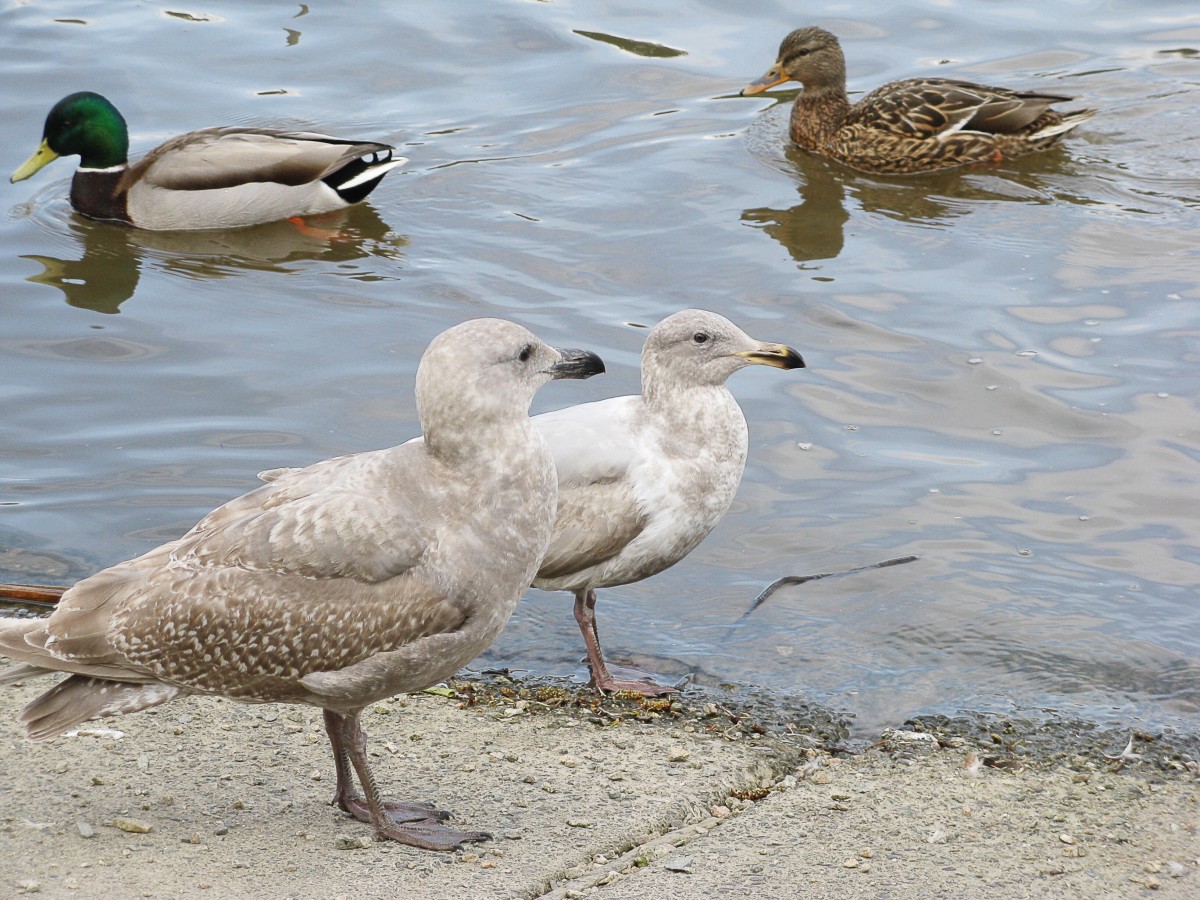 Magnolia Flowers and Glaucous-Winged Gulls in Stanley Park, BC -  WanderWisdom