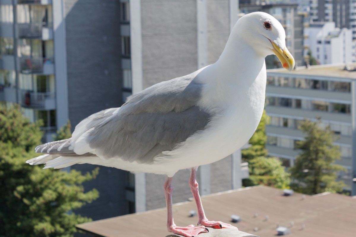 A glaucous-winged gull on a rooftop in Vancouver