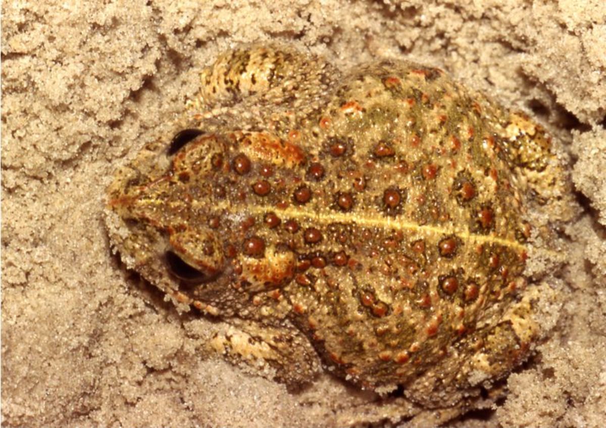 Male natterjack toad
