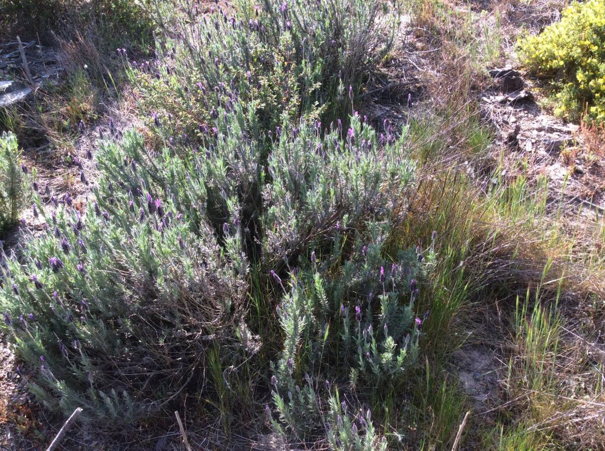 Wild lavender growing wild in scrub-land.