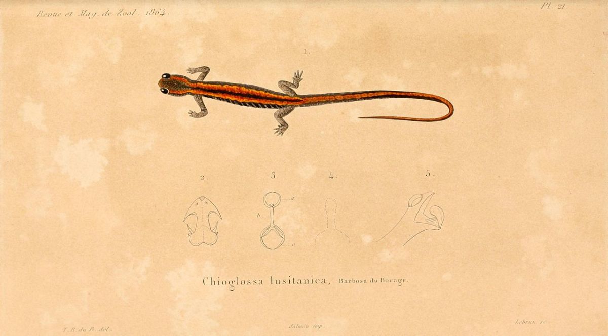 Gold-striped salamander
