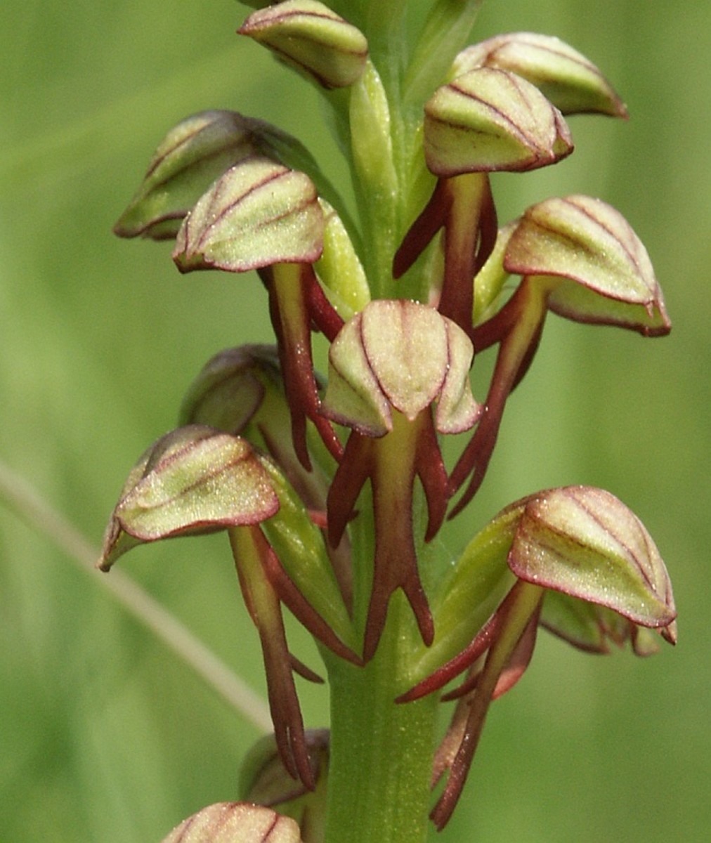 Close-up of man orchid flowers