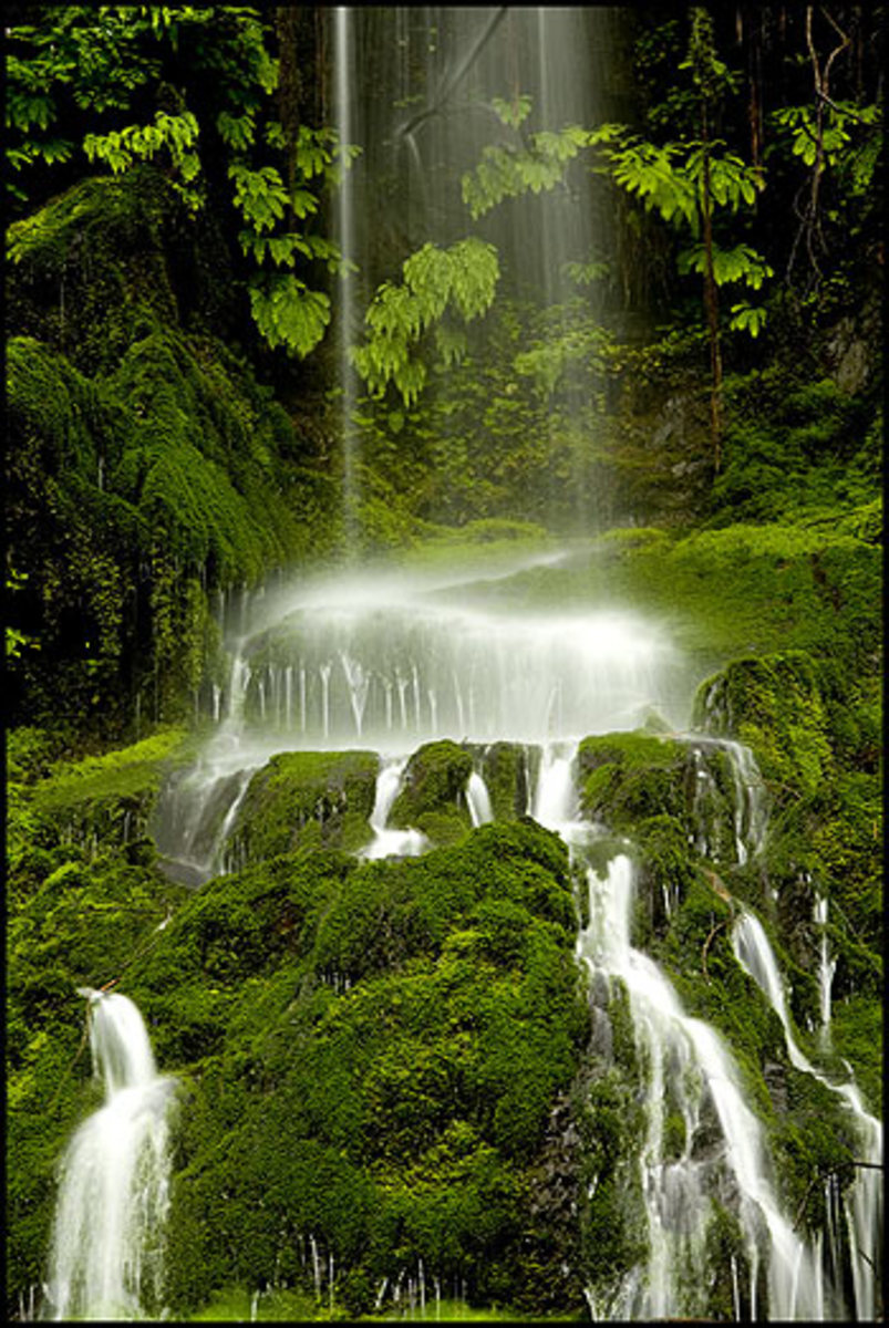 The Quinault Rain Forest