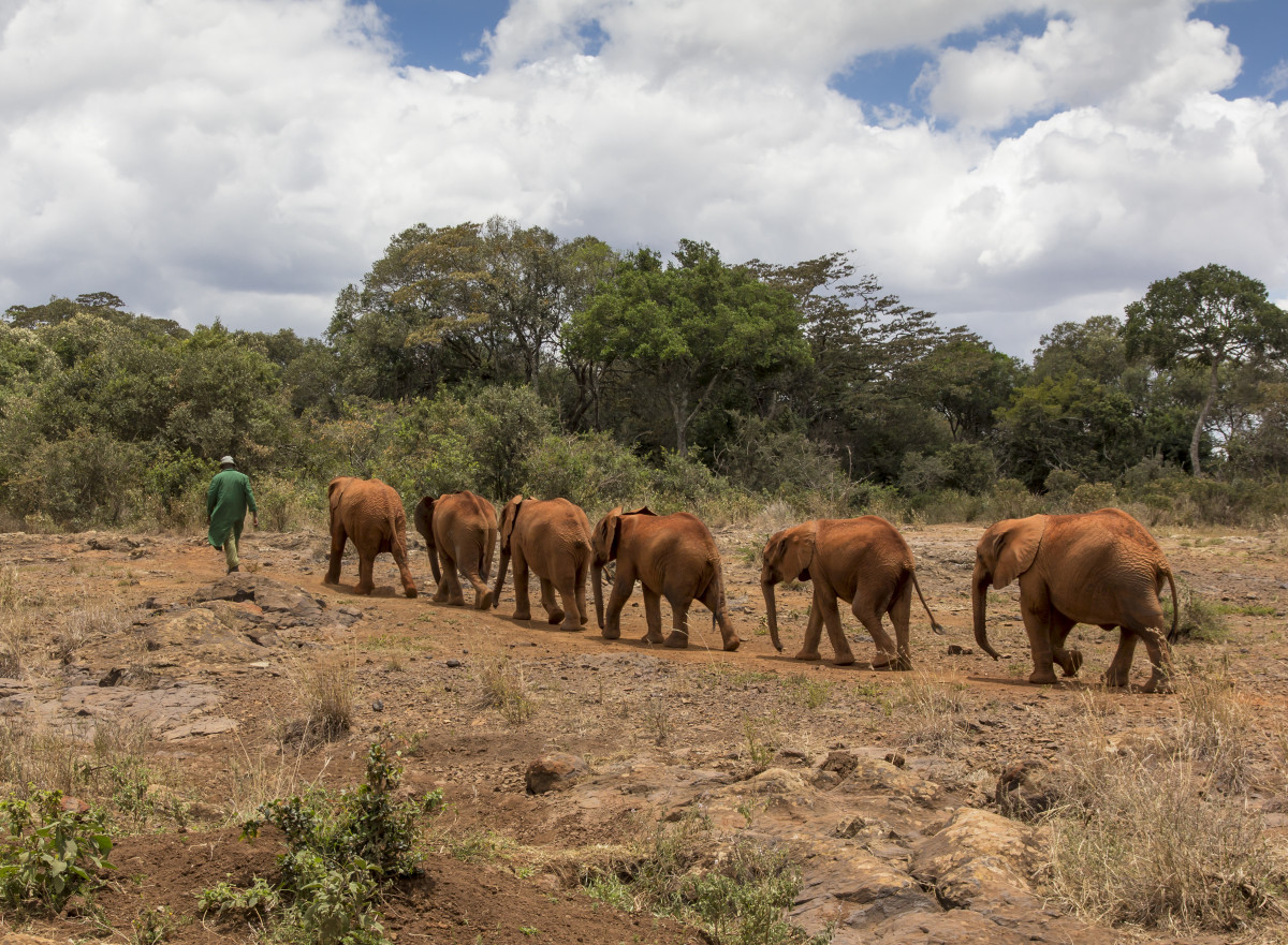 Dame Sheldrick’s Elephant and Rhino Orphanage
