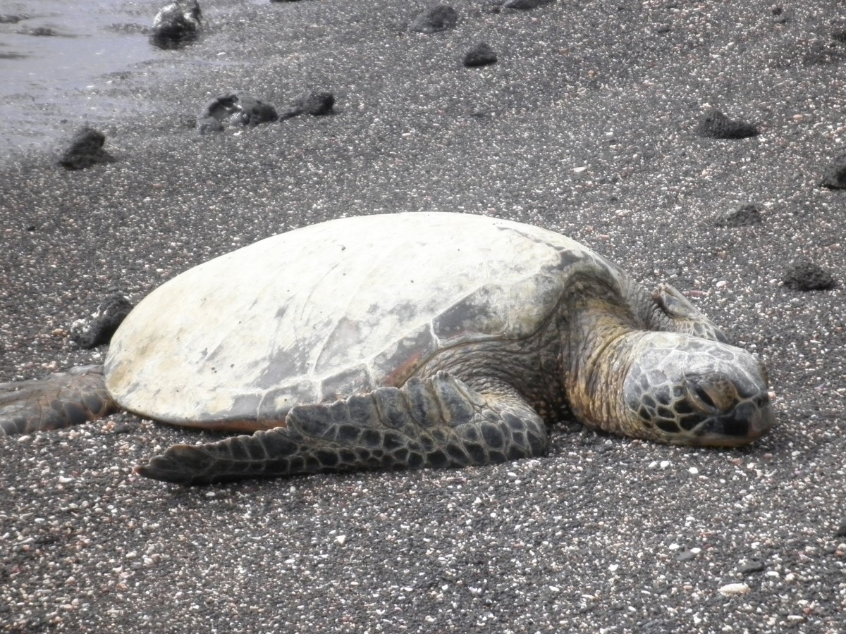 A sea turtle of the Big Island