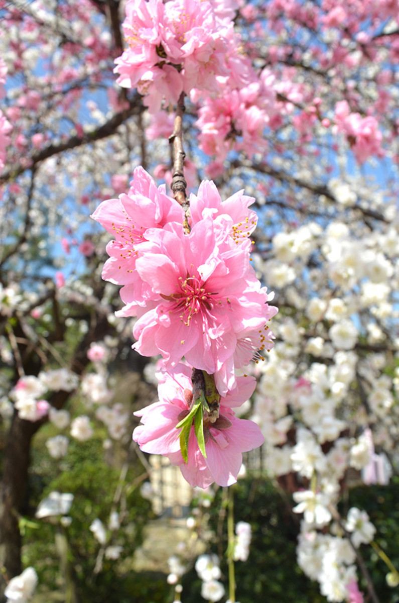 8 Tips for Enjoying the Sakura Season in Japan - WanderWisdom