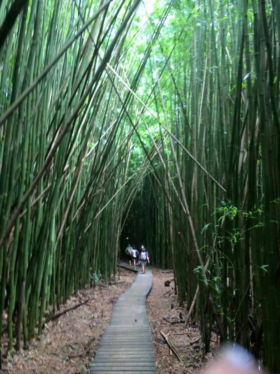 Bamboo Forest! If I had to live in a forest, I'd live here.