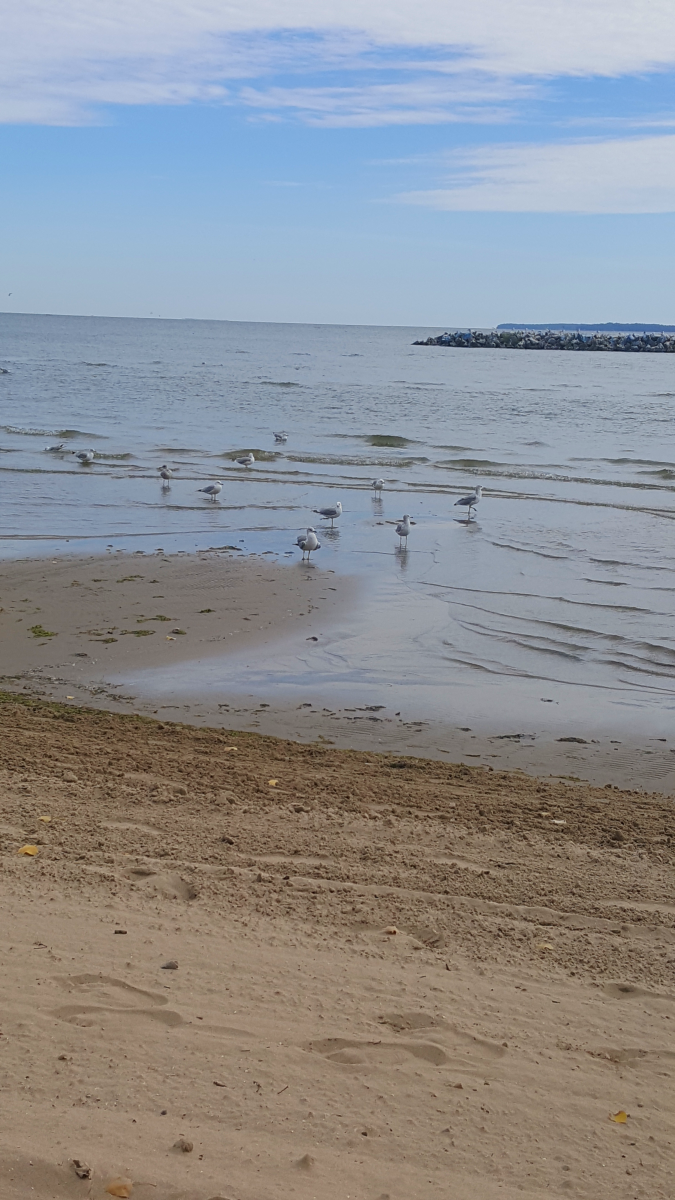 Seagulls on the beach at East Harbor State Park.