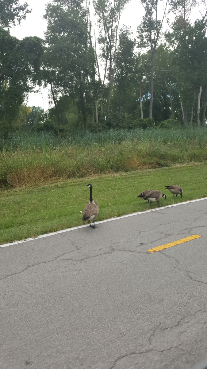 A few Canadian Geese along the entrance to East Harbor State Park.