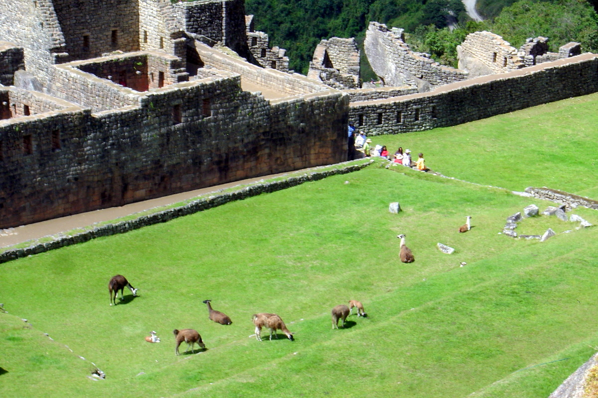 Looking down from a higher level onto a beautiful green terrace with a a herd of llamas feeding on the lush green grass.