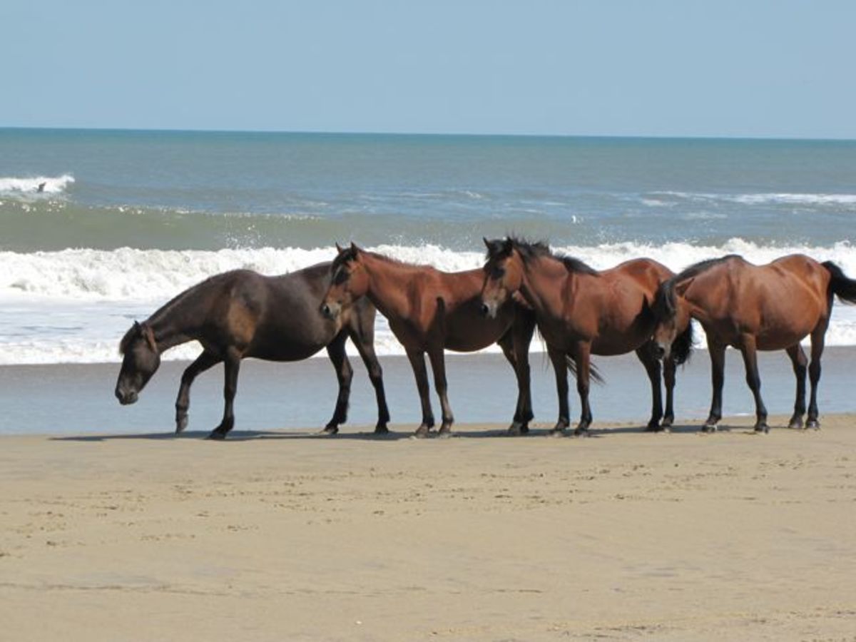 The Spanish Mustangs of the Outer Banks