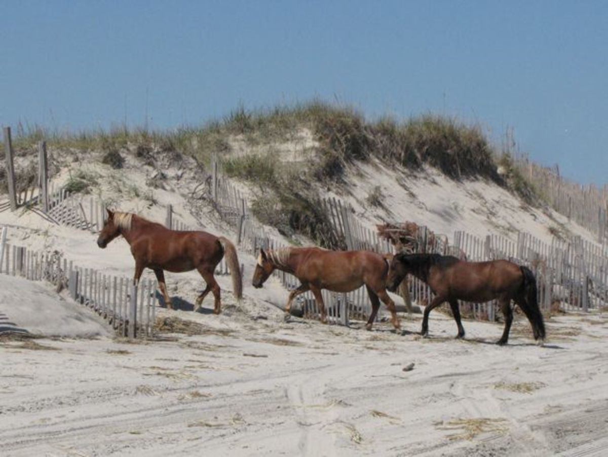 the-wild-spanish-mustangs-of-corolla-north-carolinas-outer-banks