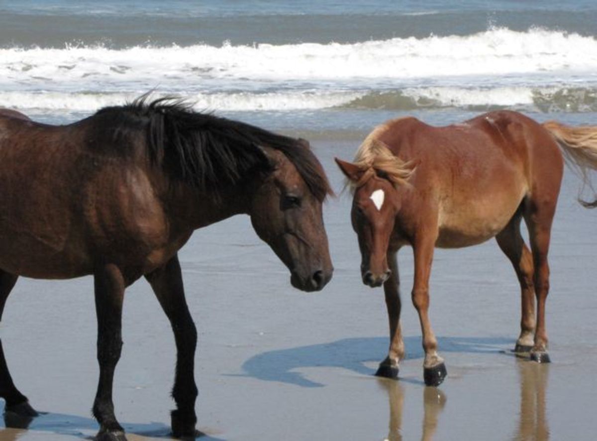 the-wild-spanish-mustangs-of-corolla-north-carolinas-outer-banks