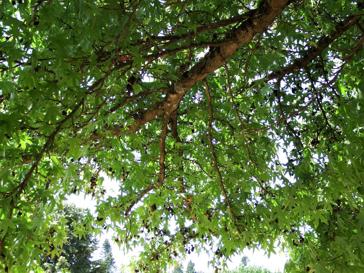Looking upwards under a tree always produces an interesting view.