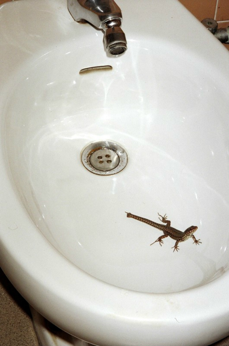 Some of the nearby campgrounds even provide bidets in the communal restrooms. Not all tourists are used to these appliances or are comfortable using them, and in such cases the local wildlife may be allowed to take over, such as this lizard has.