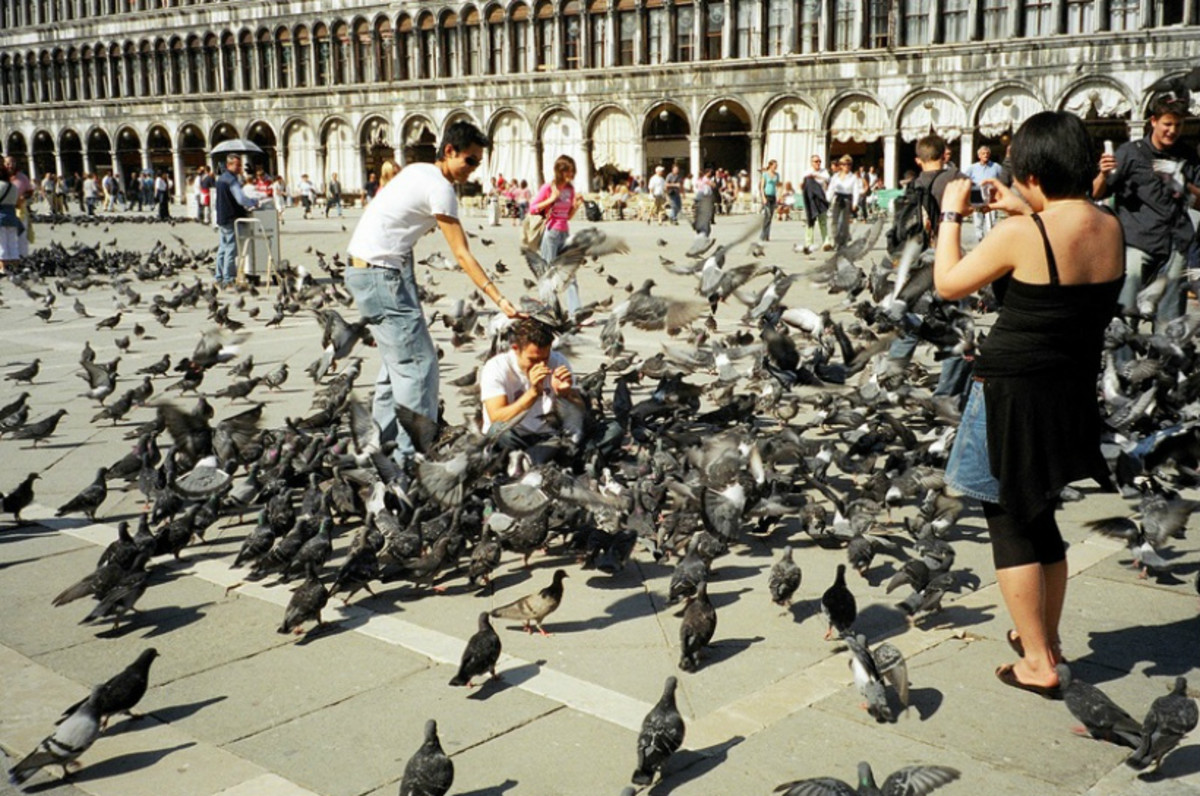 Flocks of pigeons frequent St. Mark's square, encouraged by tourists who feed them in exchange for photos. The feeding is banned, but the ban is largely ignored as crowds enjoy interaction with the birds.