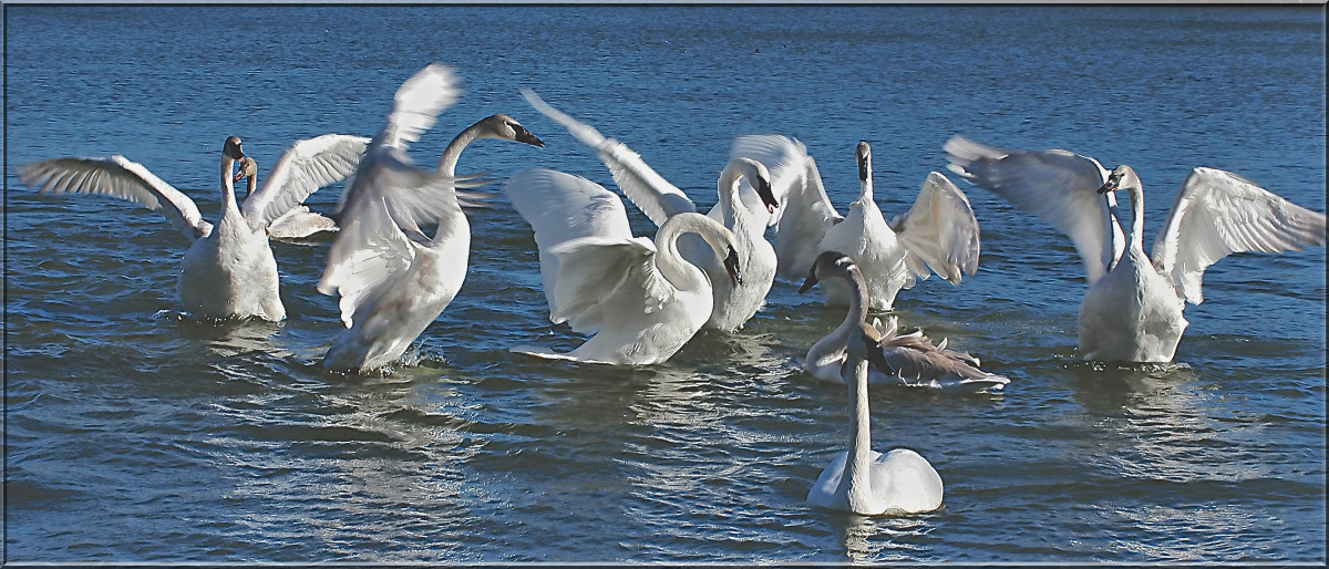 The Trumpeter Swans' Winter Home in Heber Springs, Arkansas WanderWisdom