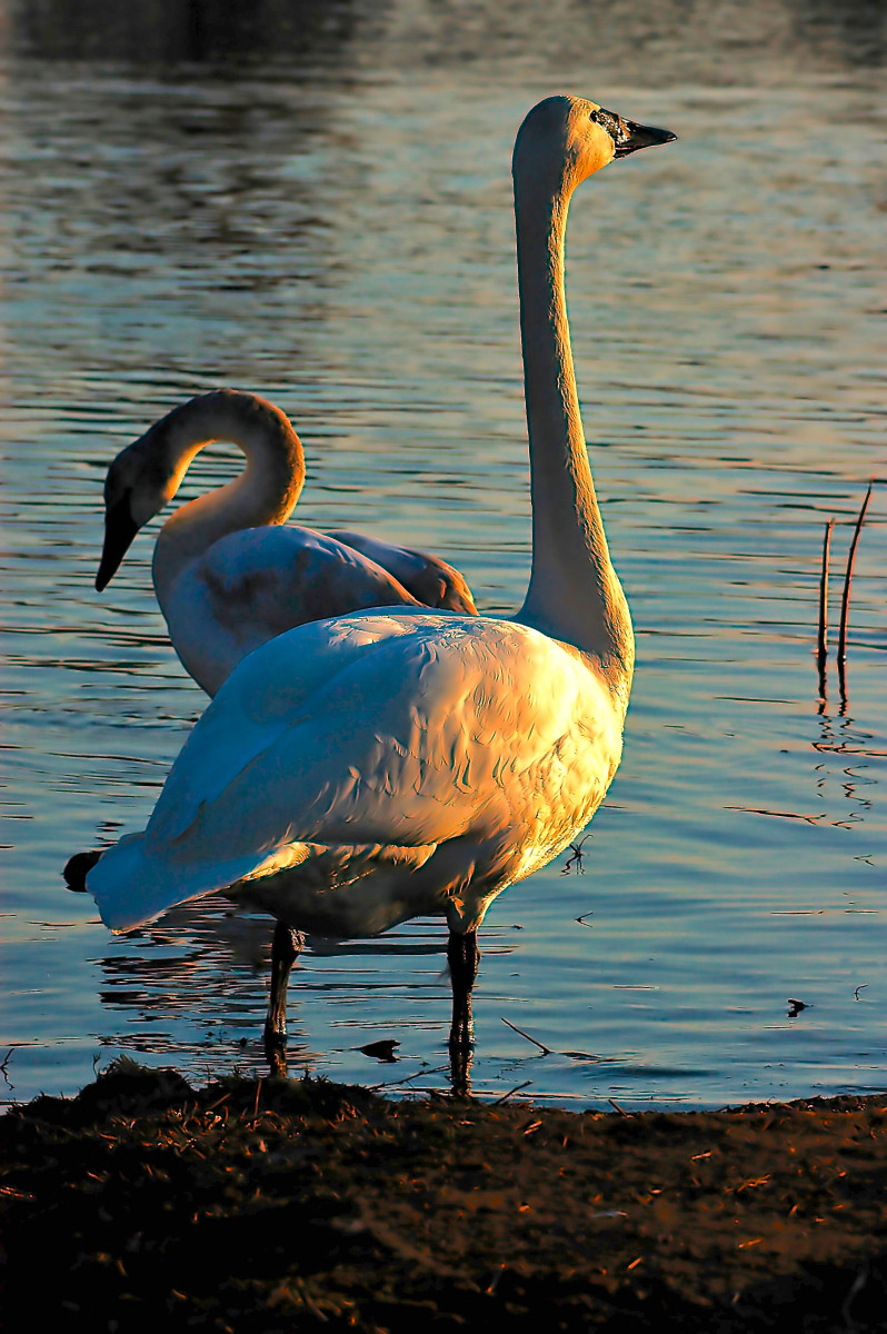 The Trumpeter Swans' Winter Home in Heber Springs, Arkansas WanderWisdom