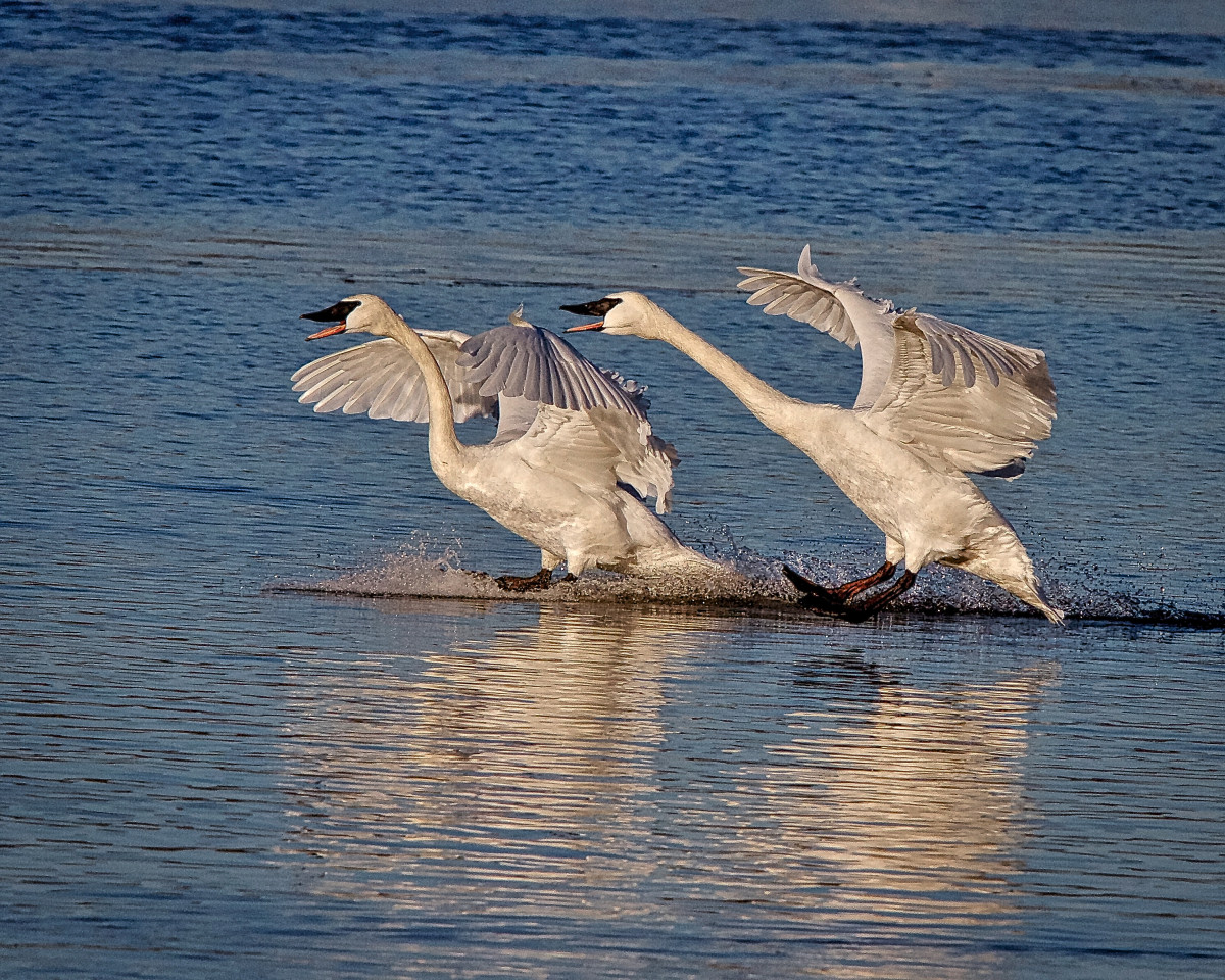 The Trumpeter Swans' Winter Home in Heber Springs, Arkansas WanderWisdom