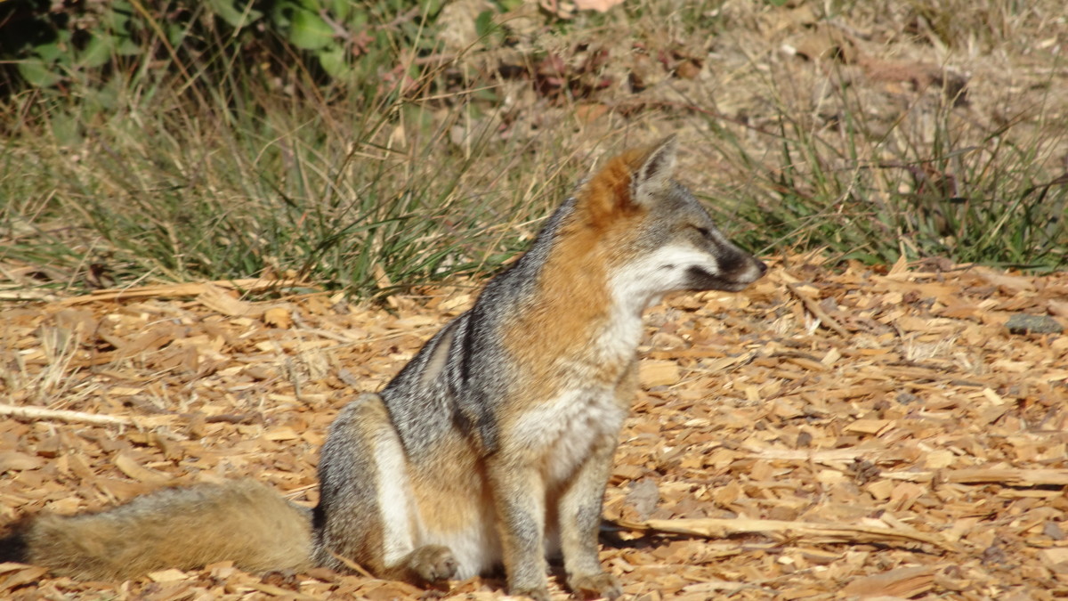Channel Island Foxes frequently cross paths with visitors to the Channel Islands.