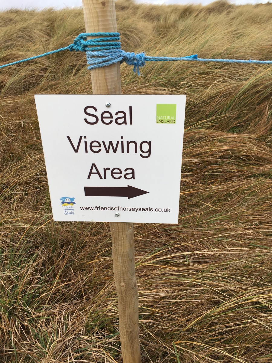 Tips on Seeing the Seals at Horsey in Norfolk - WanderWisdom