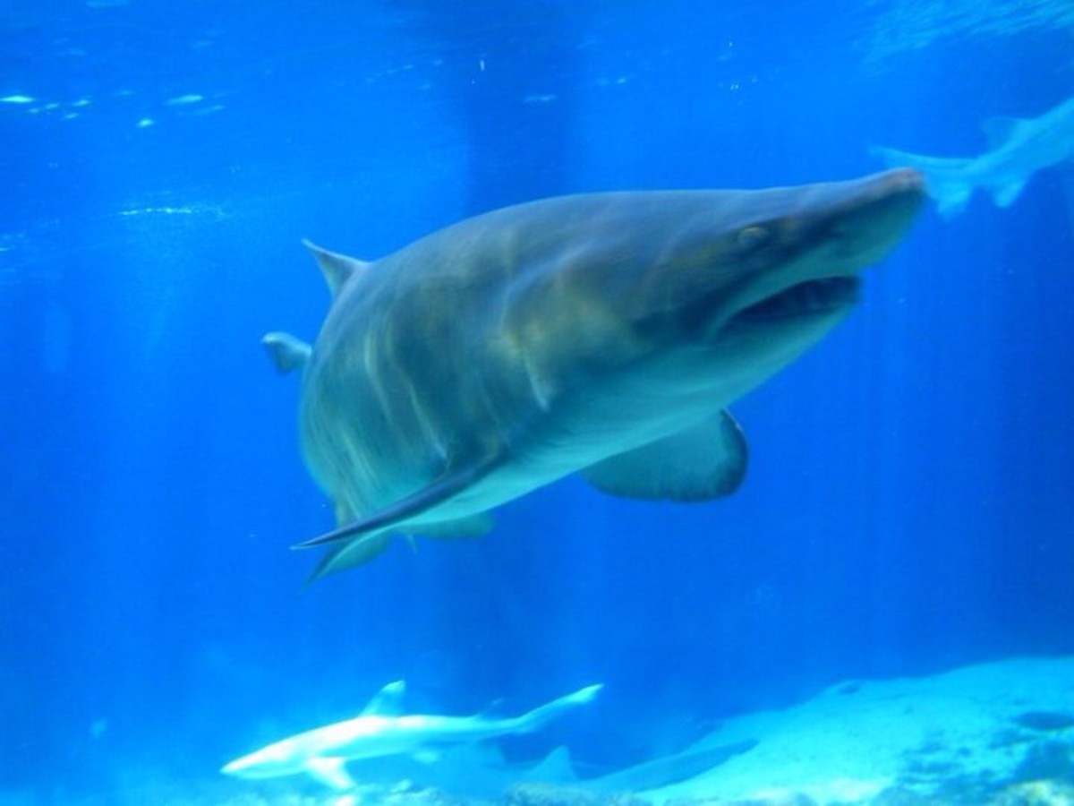 New York Aquarium's scary looking sharks will leave shark lovers in awe