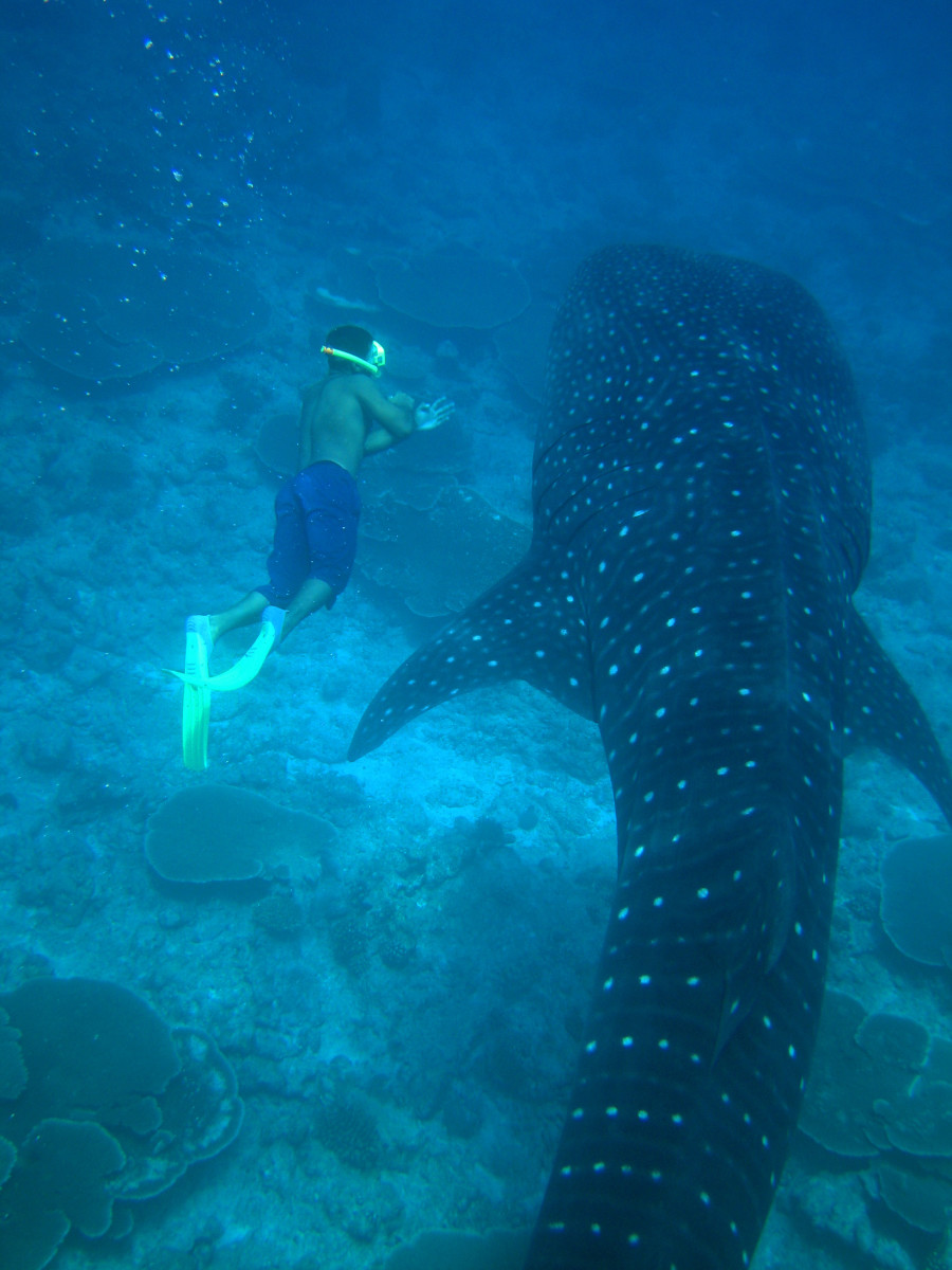 Snorkelling With Whale Sharks in the Maldives