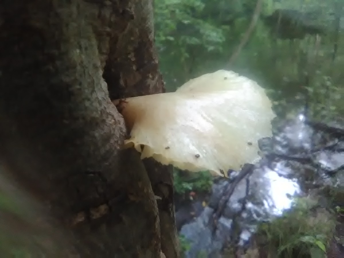 Gorgeous fungus specimen growing inside of Bay Front Park.