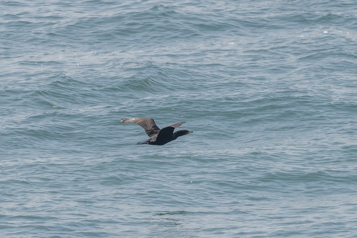 Cormorant flying above the waves