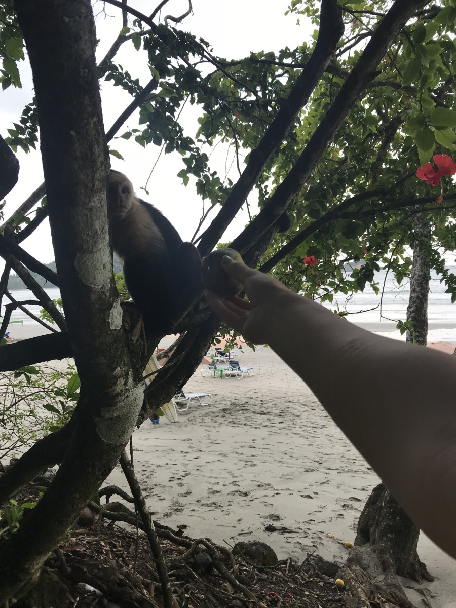 Monkey Eating Mango, Costa Rica