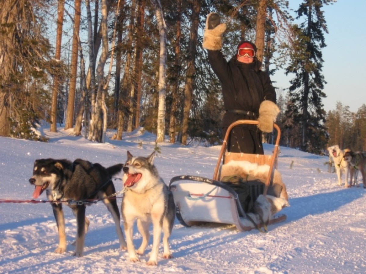 lapland-adventures-husky-sledding-in-the-forest