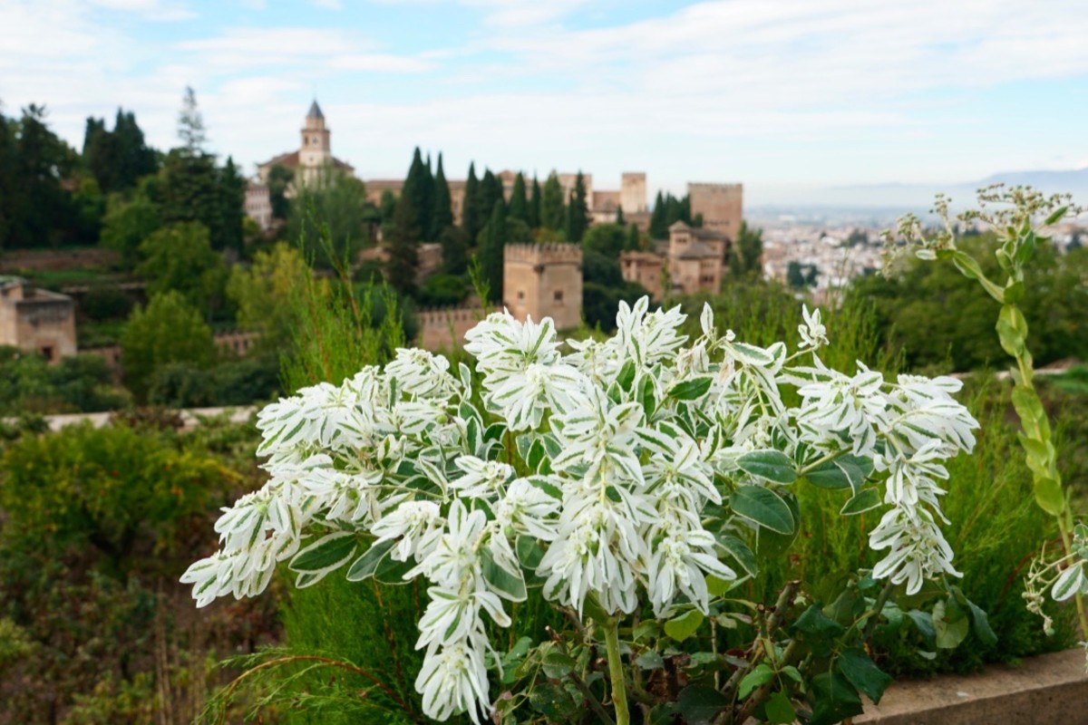 The Alhambra from the Generalife Gardens
