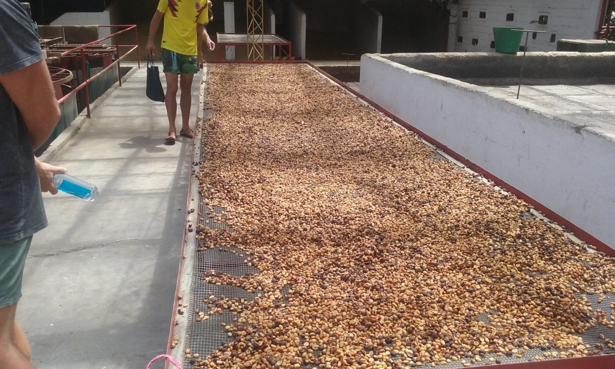 Drying the Beans