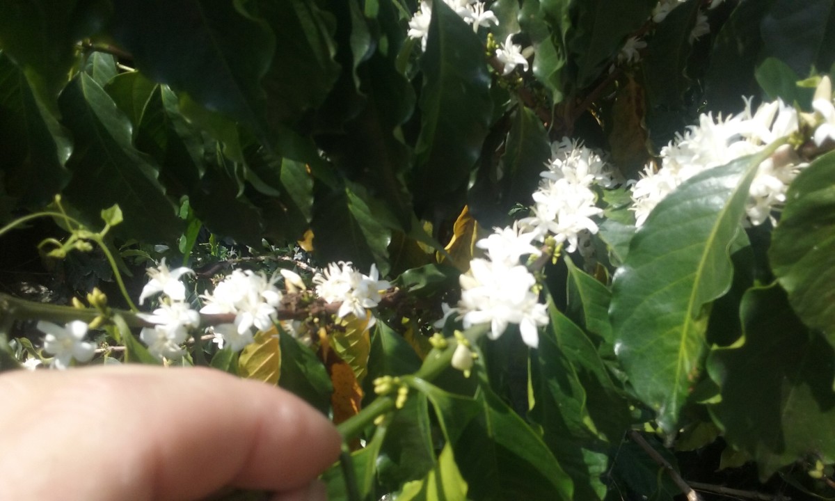Flowering Coffee