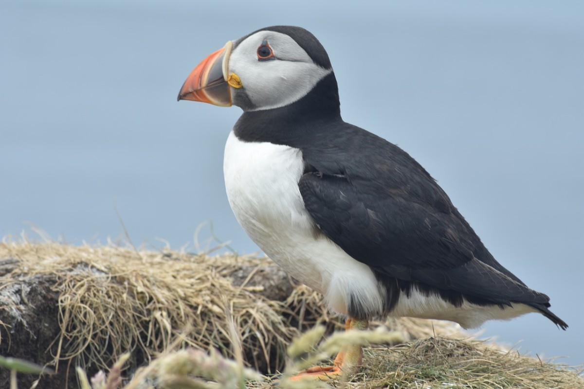 Puffin! Check out Oban's wildlife