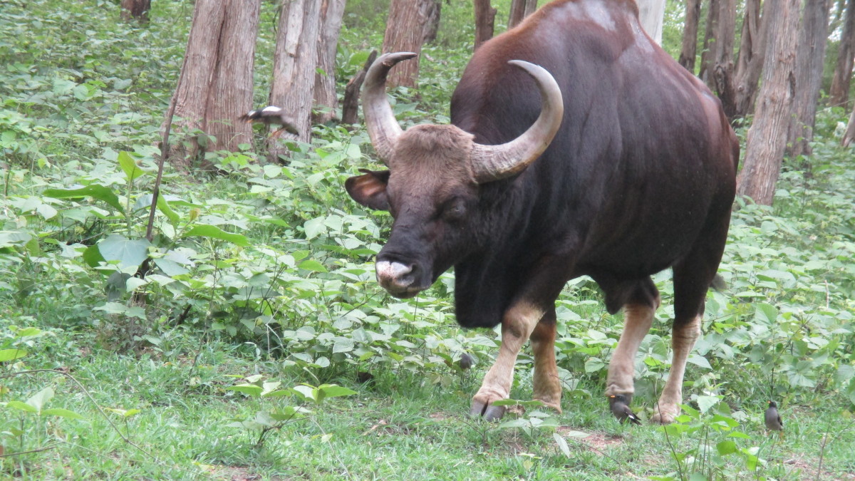 Indian Bison spotted near Bison Valley at Mudumalai