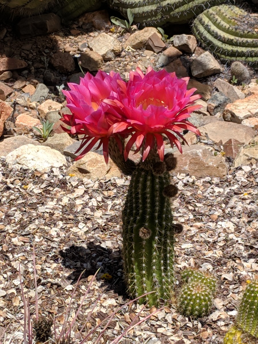 Two red flowers were blooming on this torch cactus. A single torch cactus may produce many flowers. (Note stem on flower on the left; cutting this off and planting in the ground is one way to start a new torch cactus.)