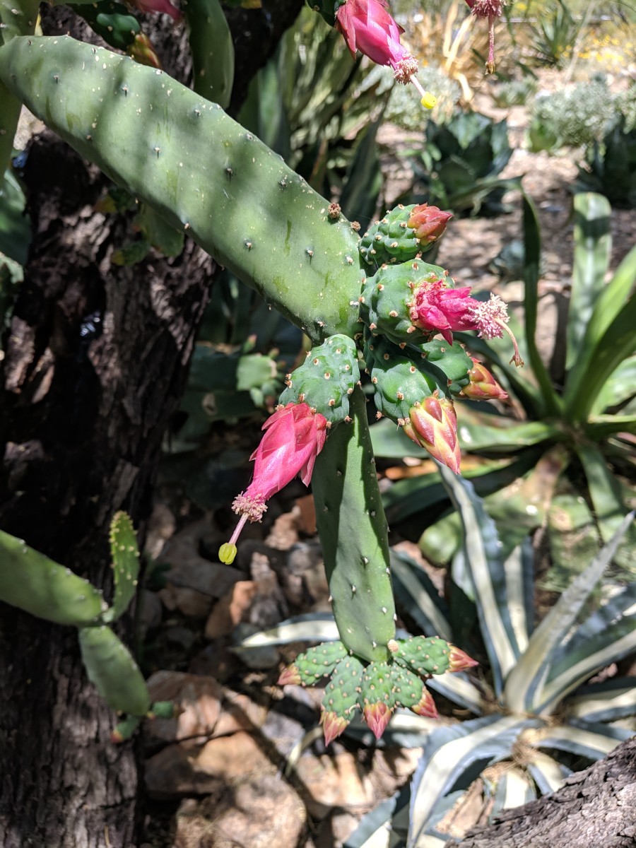 Hummingbird Nopal (Nopalea Karwinskiana) Cactus in Bloom Among the Torch Cacti
